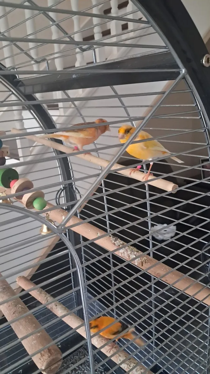 Canaries - Image 4
