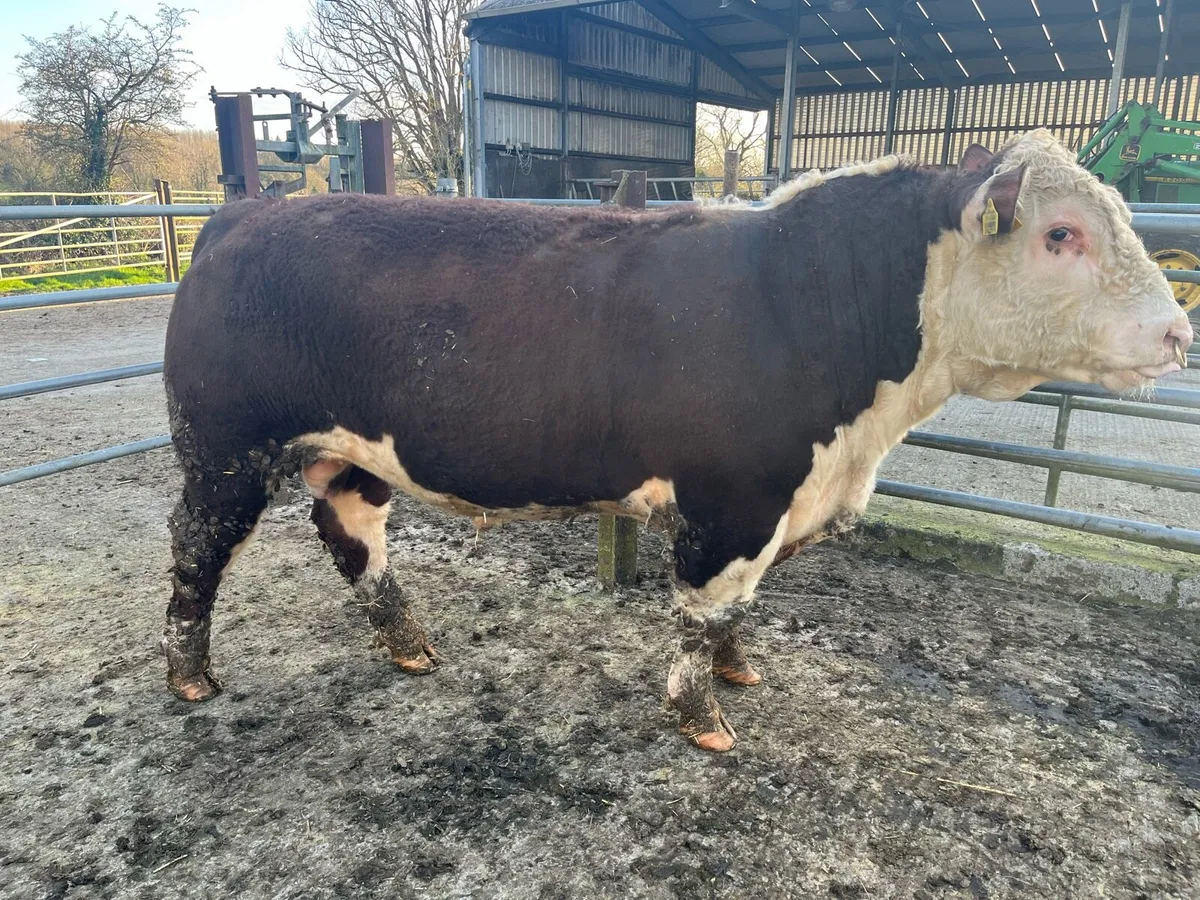 Hereford bulls - Image 2