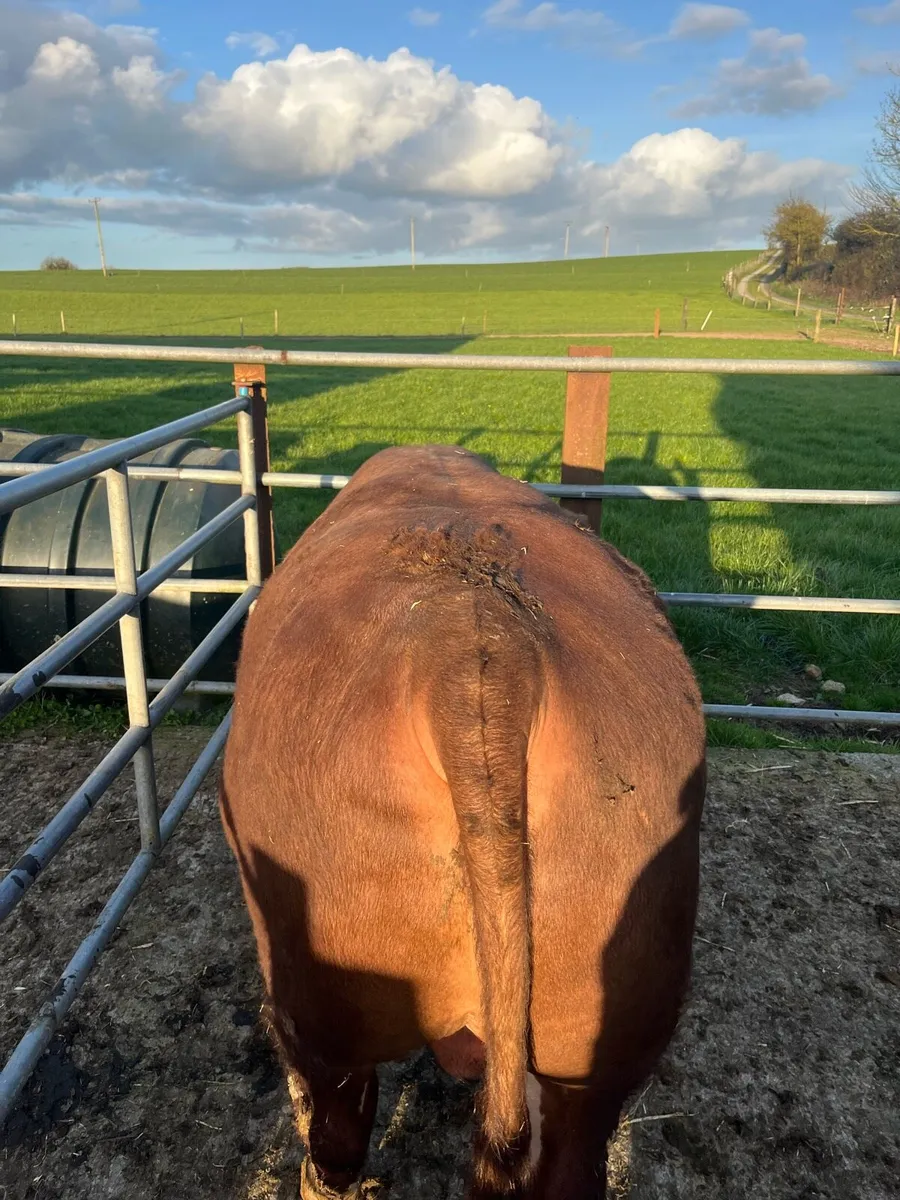 Hereford bulls - Image 3