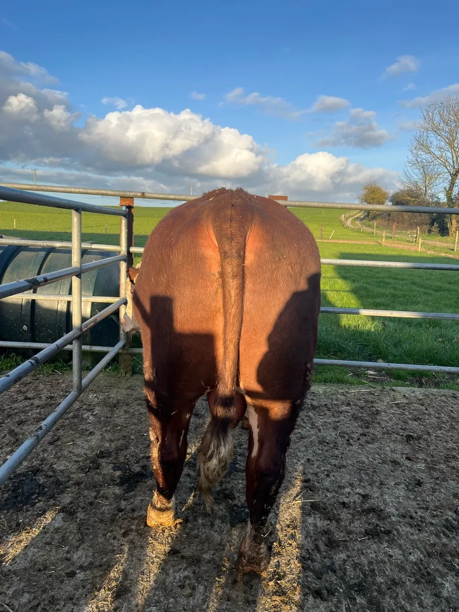 Hereford bulls - Image 4