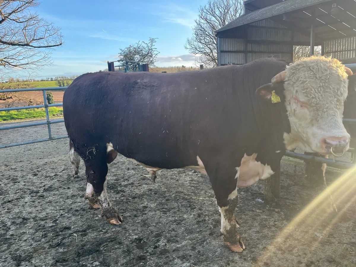 Hereford bulls - Image 1