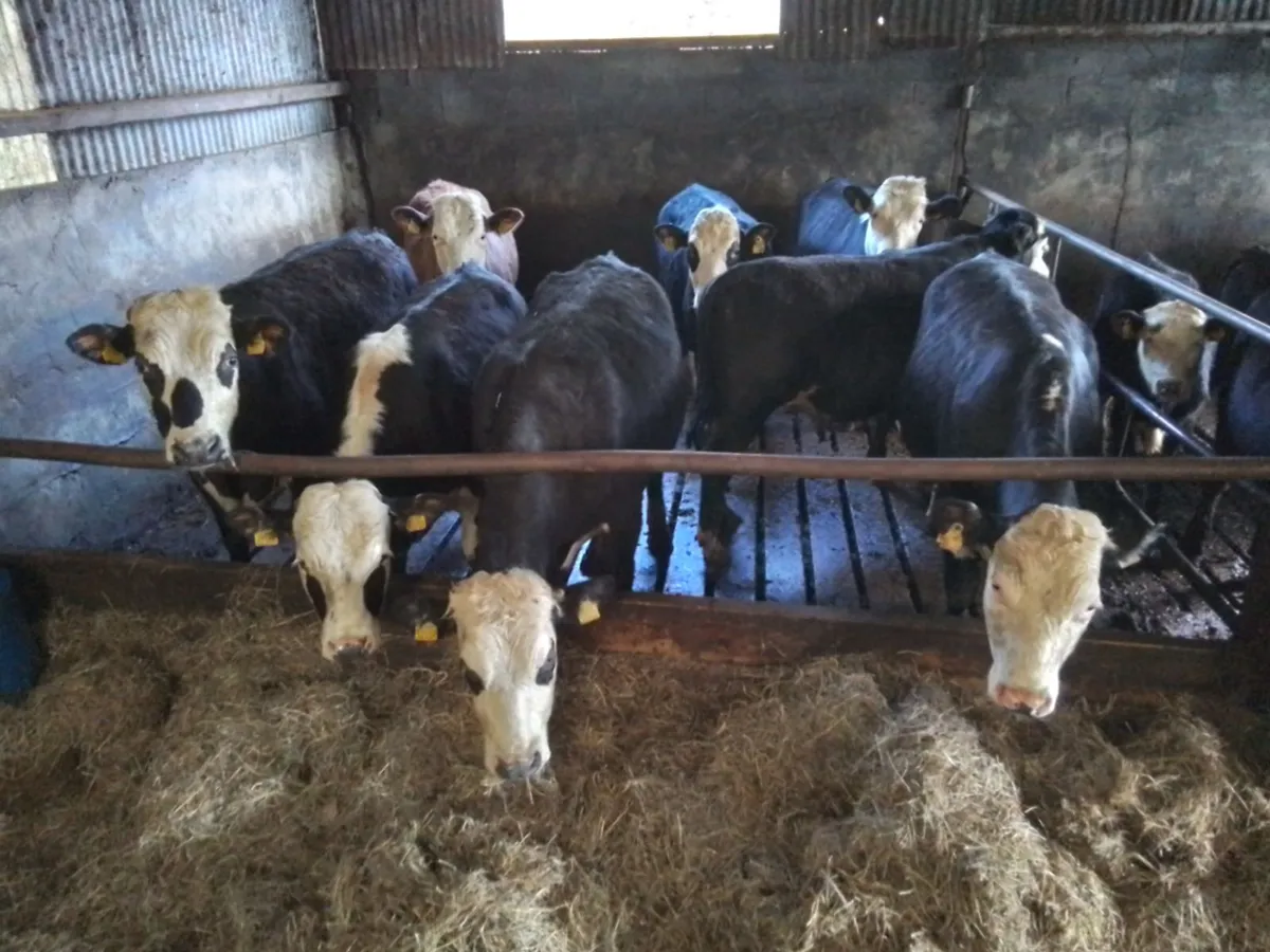 Cattle - Image 1