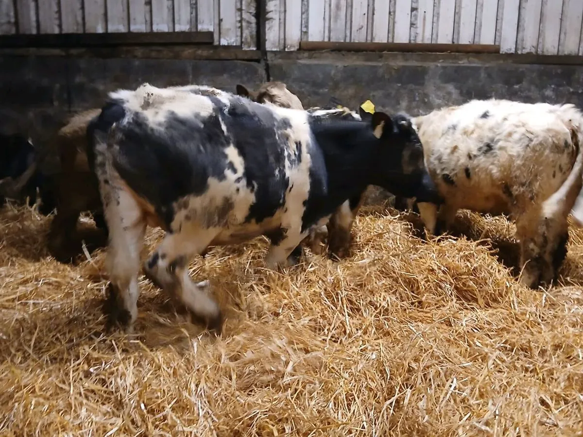 6 Bullocks For Grass - Image 2