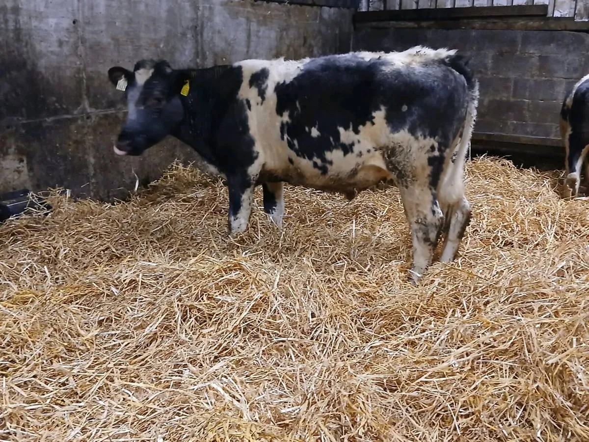 6 Bullocks For Grass - Image 3