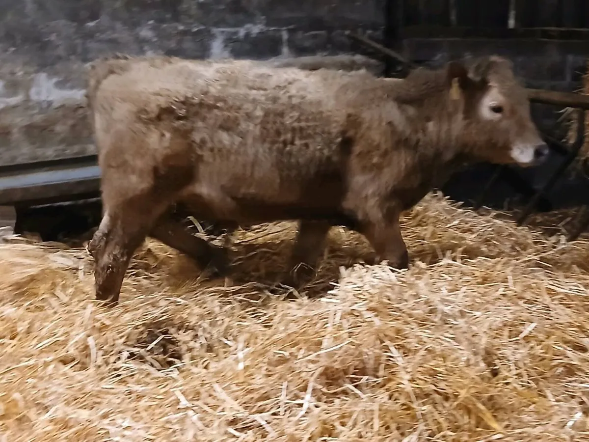 6 Bullocks For Grass - Image 4