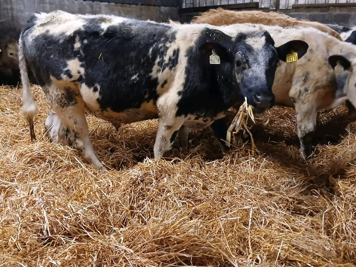 6 Bullocks For Grass - Image 1