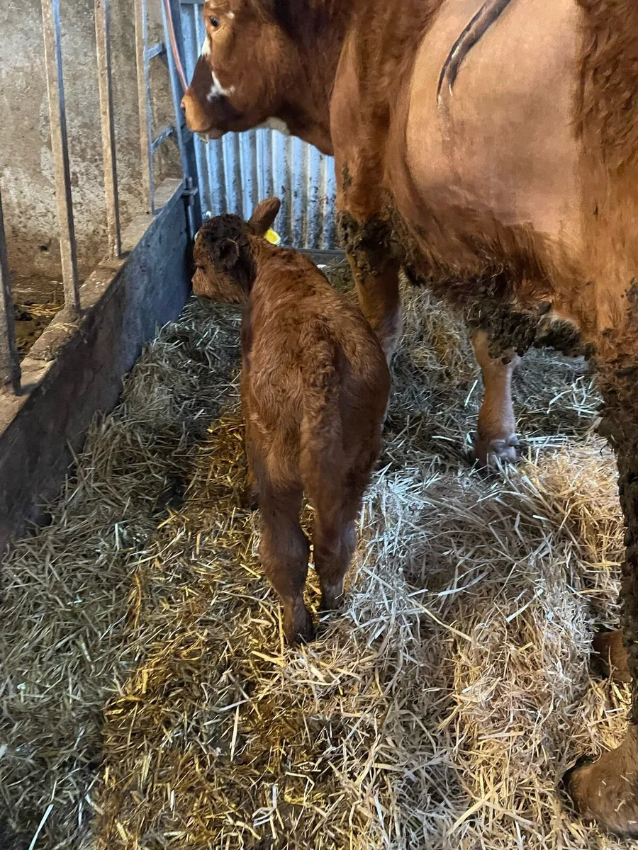 Bull calf - Image 1