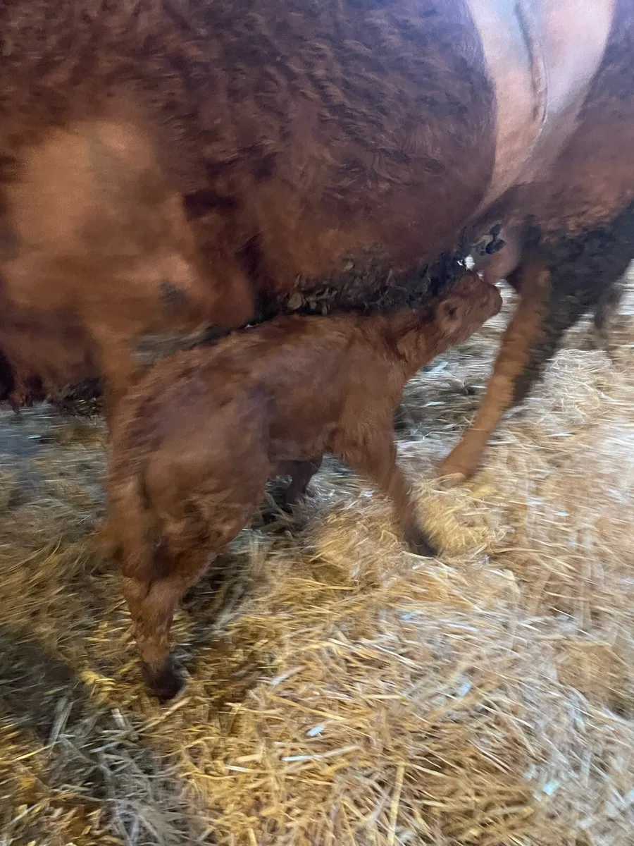 Bull calf - Image 3