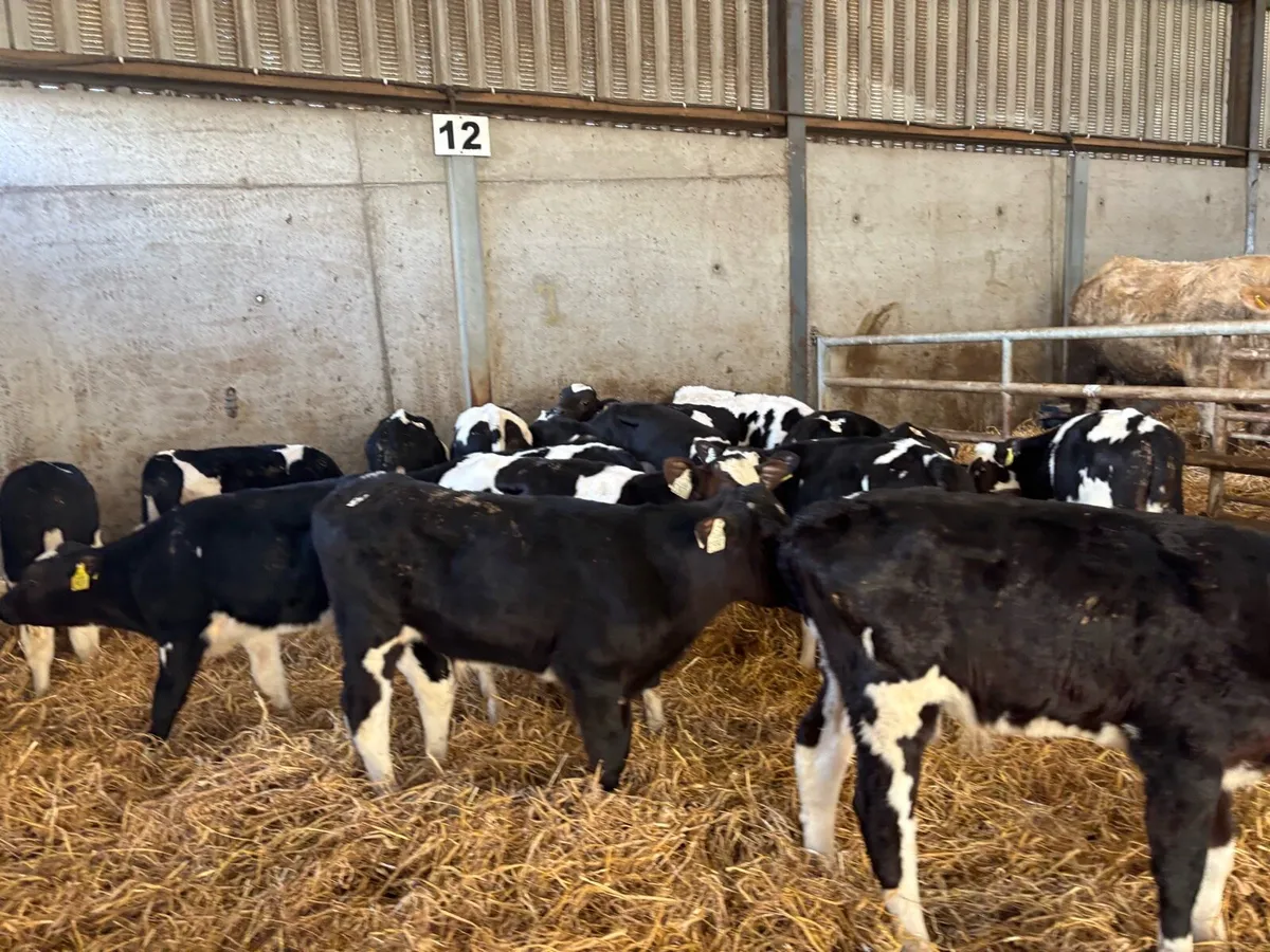 20 super reared British Frisian bulls - Image 1