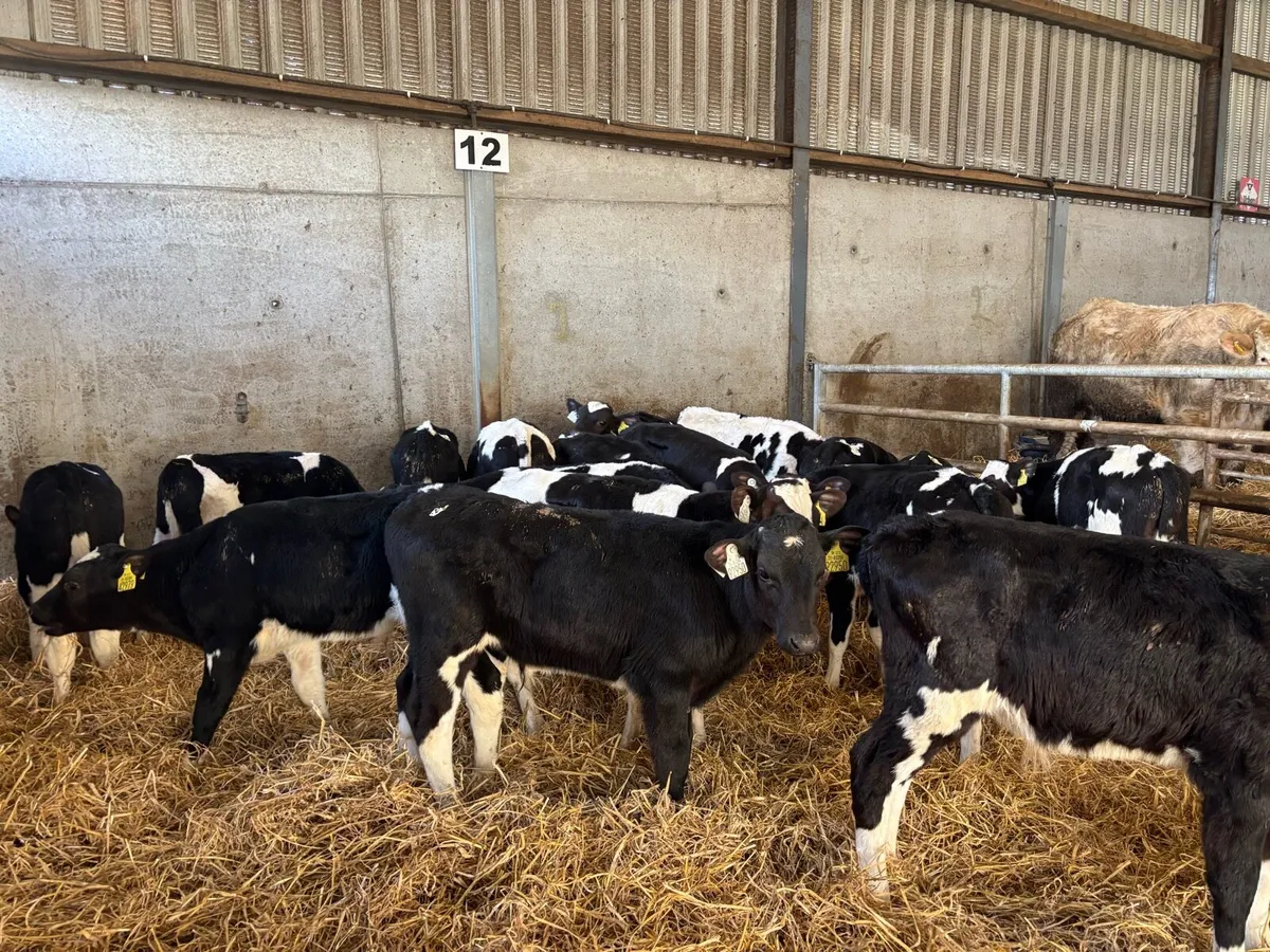 20 super reared British Frisian bulls - Image 2