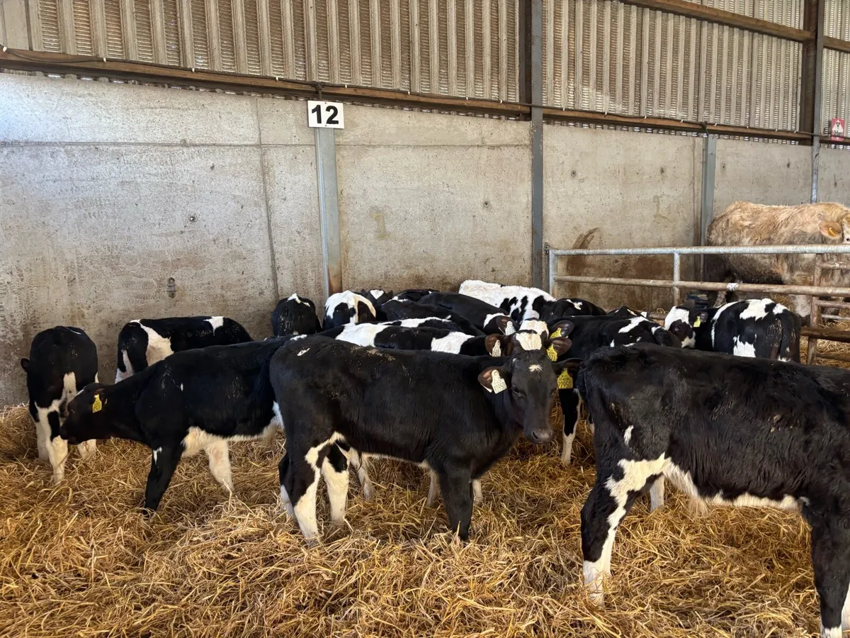 20 super reared British Frisian bulls - Image 3