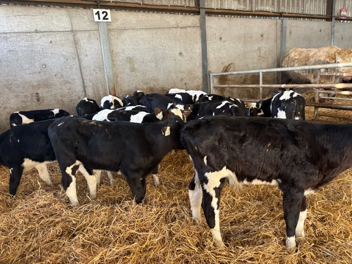 20 super reared British Frisian bulls - Image 4