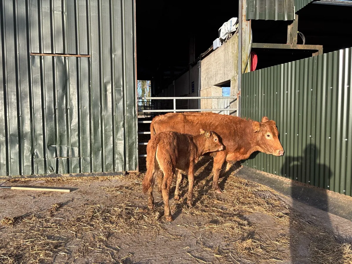 Second calving limosin cow and calf - Image 1