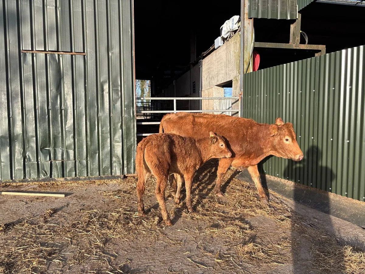 Second calving limosin cow and calf - Image 2