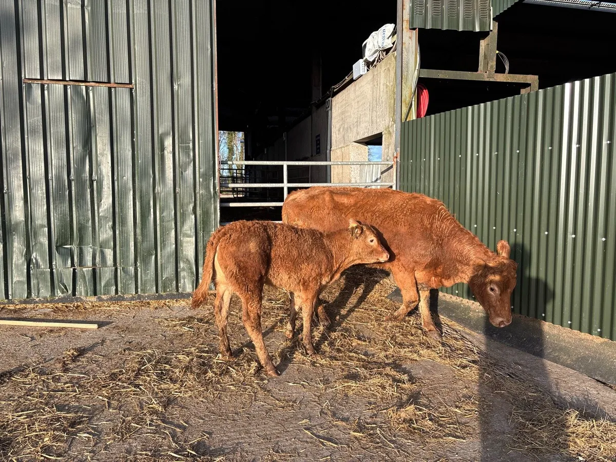 Second calving limosin cow and calf - Image 3