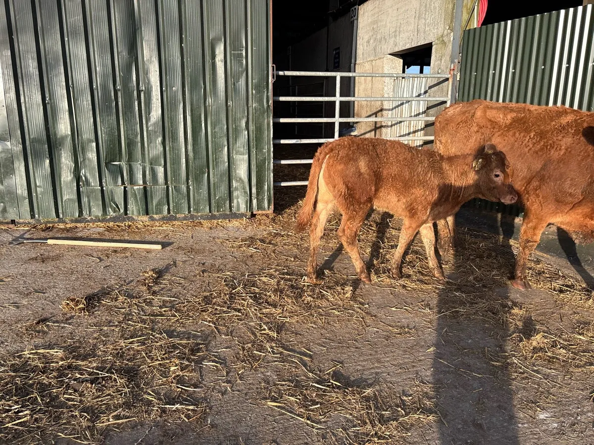 Second calving limosin cow and calf - Image 4