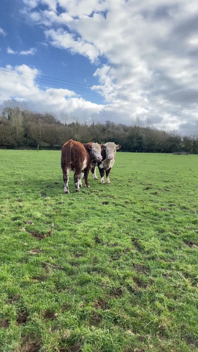 Hereford Pedigree Bulls - Image 1