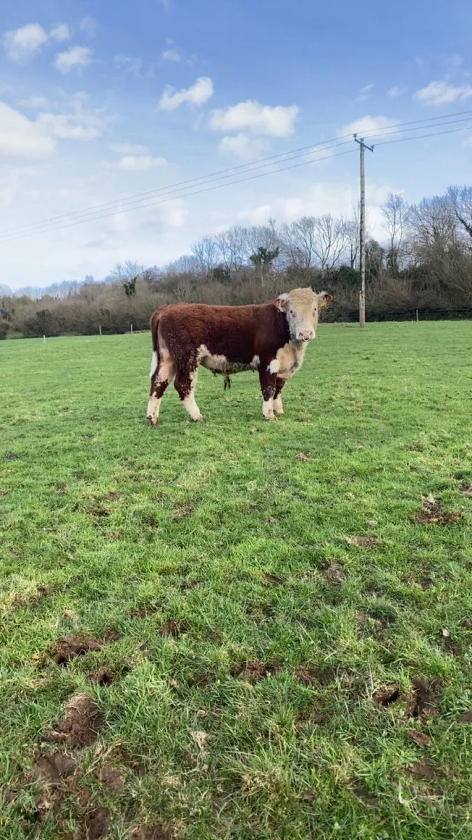 Hereford Pedigree Bulls - Image 3