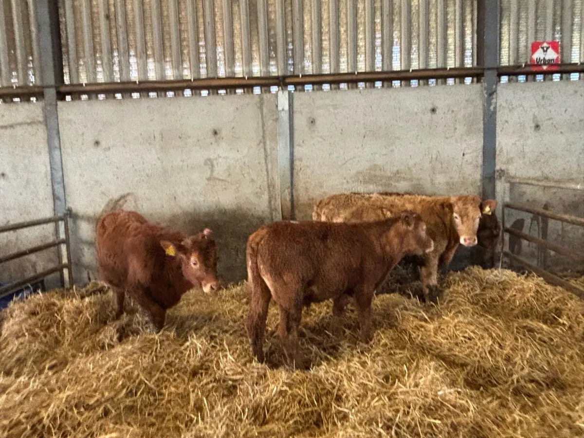 4 super continental bull weanlings - Image 1