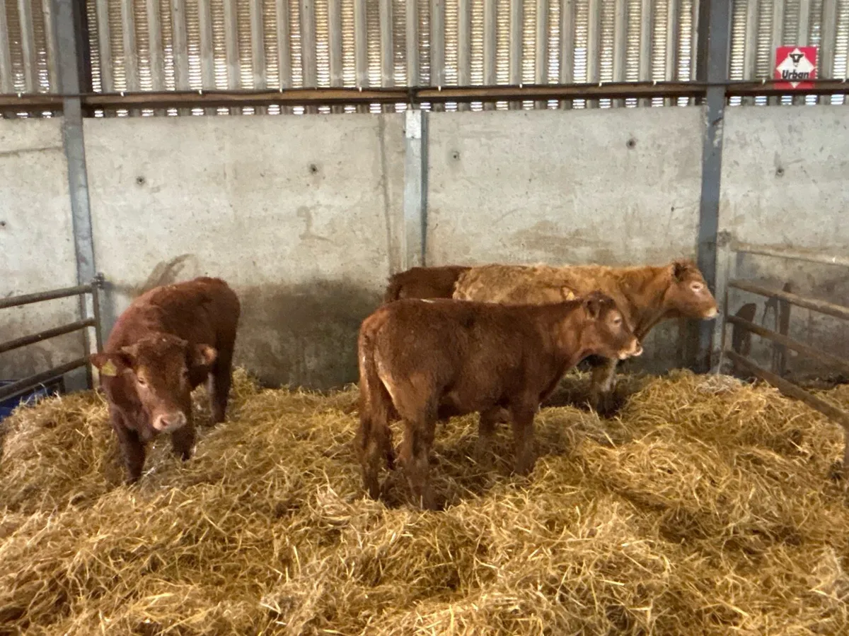 4 super continental bull weanlings - Image 2