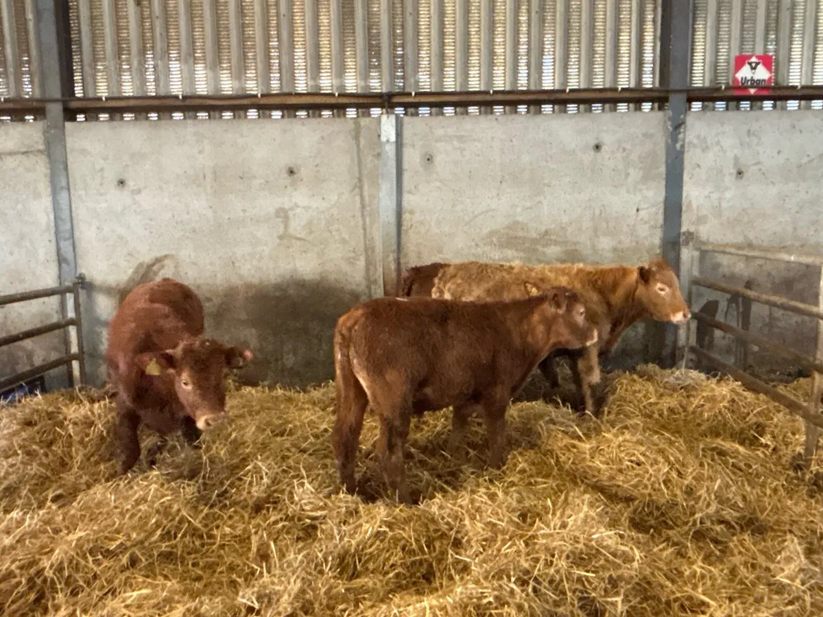 4 super continental bull weanlings - Image 3