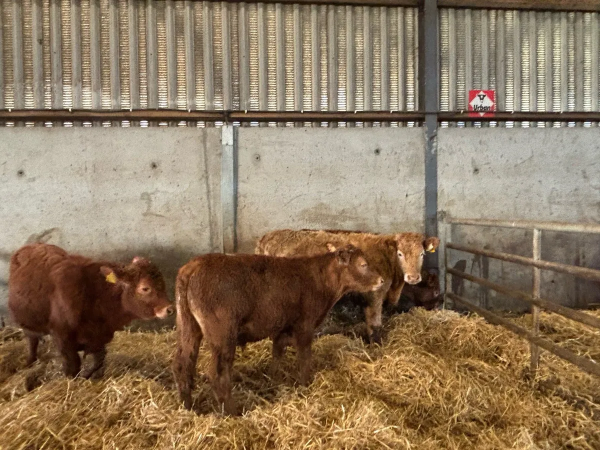 4 super continental bull weanlings - Image 4