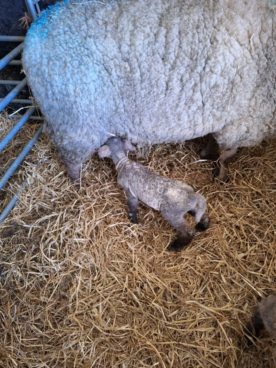 Pet lamb for sale - Image 1