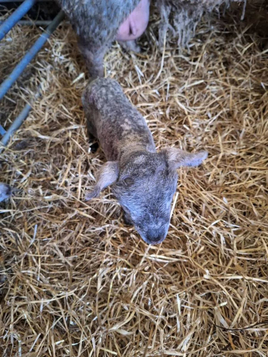 Pet lamb for sale - Image 2