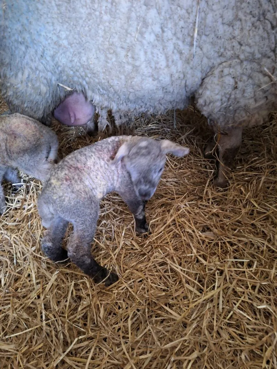 Pet lamb for sale - Image 3