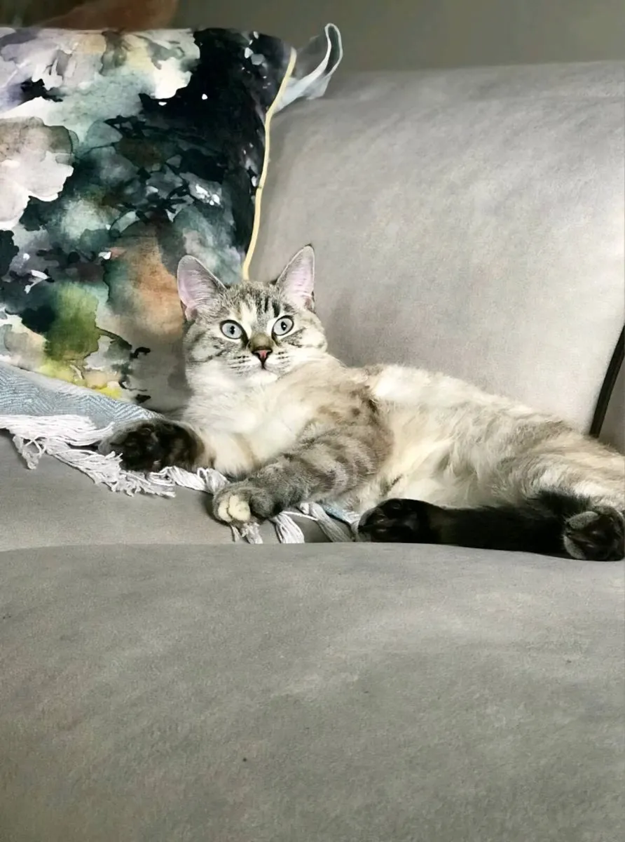 British shorthair X Ragdoll