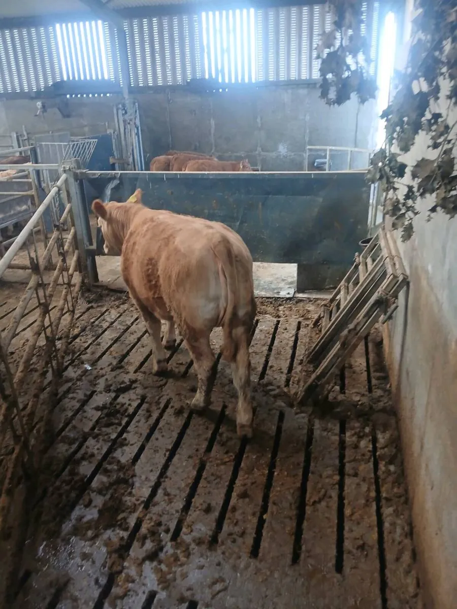 Breeding heifer - Image 2