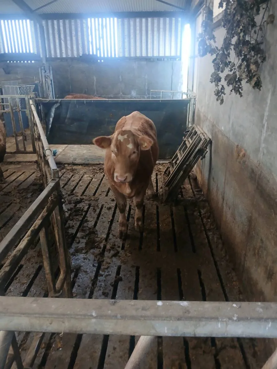 Breeding heifer - Image 1