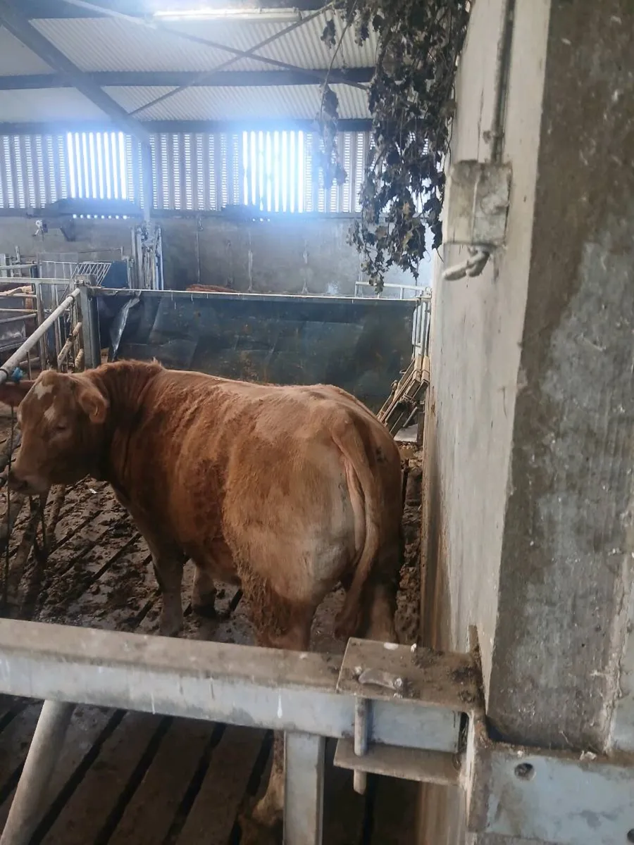 Breeding heifer - Image 3