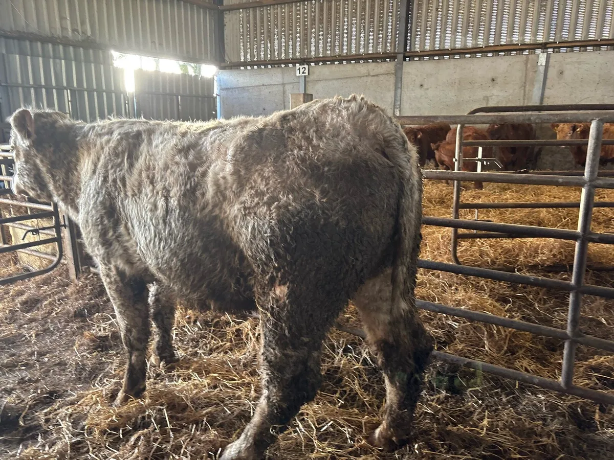 Purebred registered charlaois in calf cow - Image 1