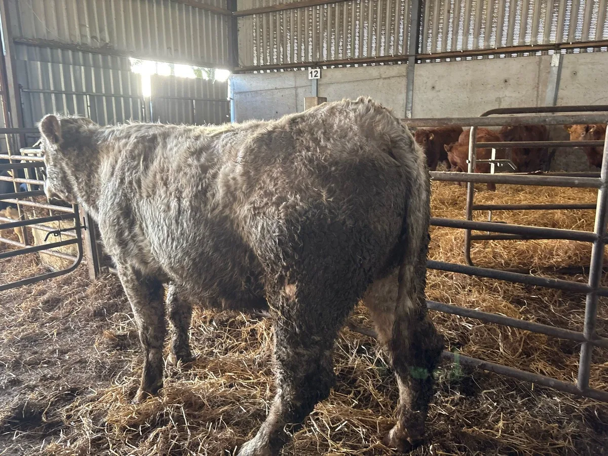 Purebred registered charlaois in calf cow - Image 2