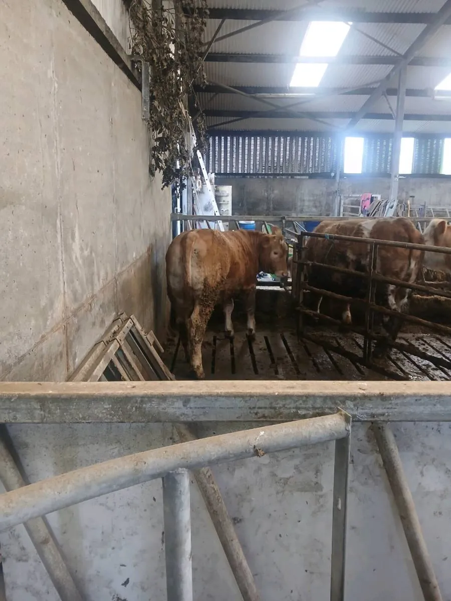 Breeding heifer - Image 4