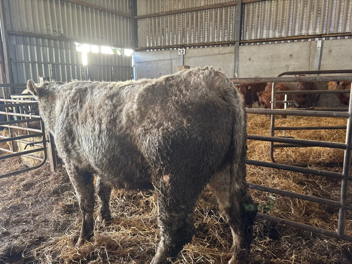 Purebred registered charlaois in calf cow - Image 4