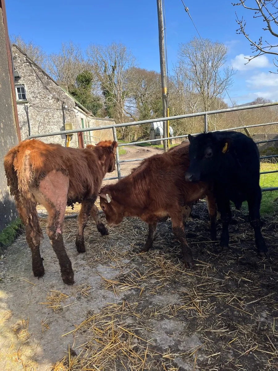 3 organic bull weanlings - Image 1