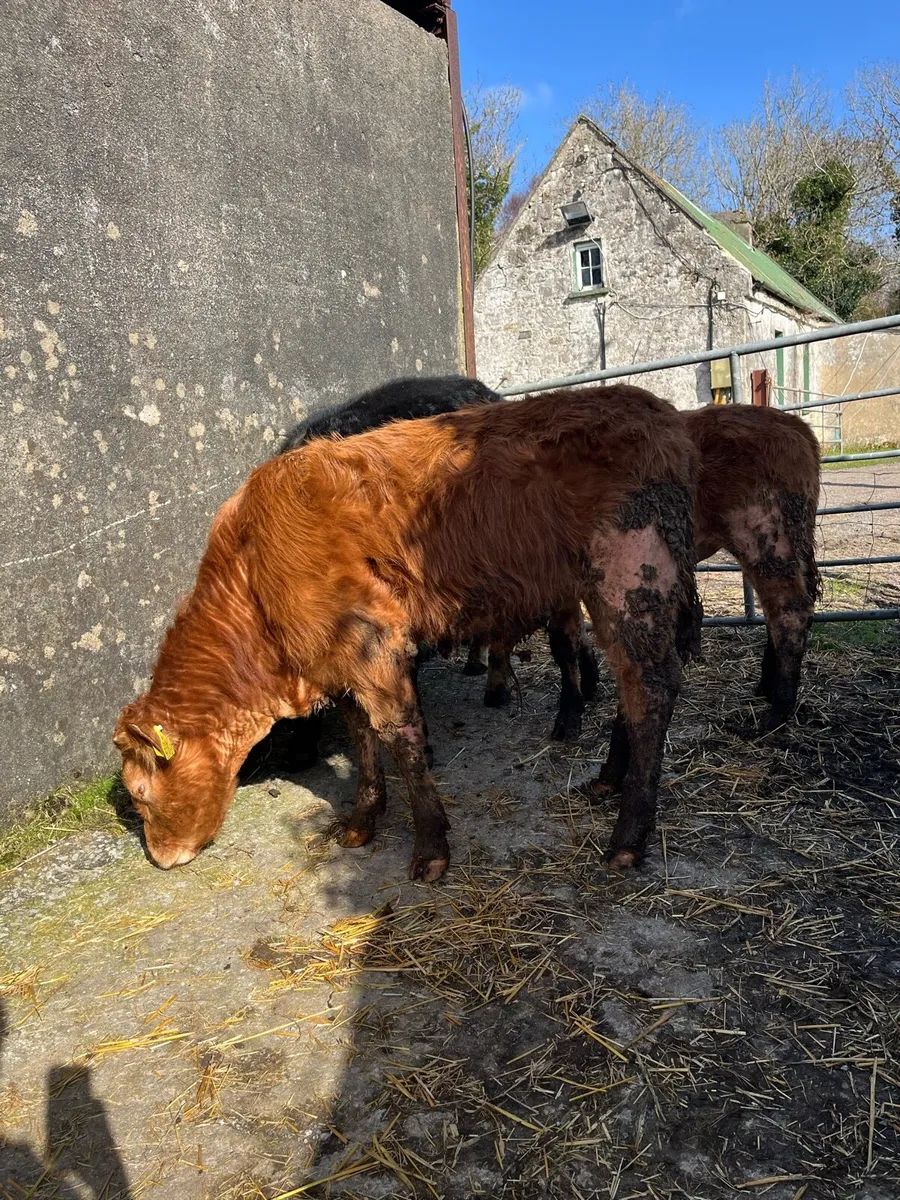 3 organic bull weanlings - Image 2