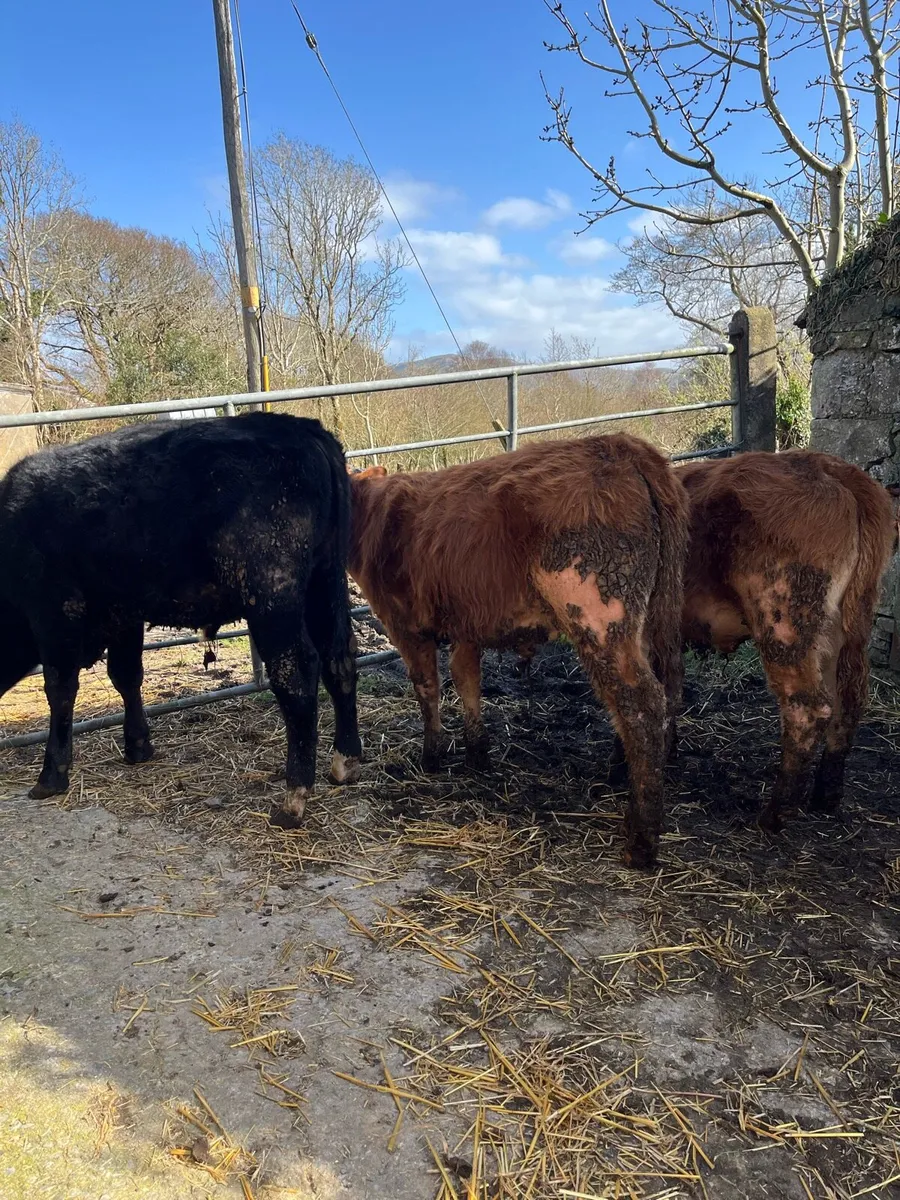 3 organic bull weanlings - Image 3