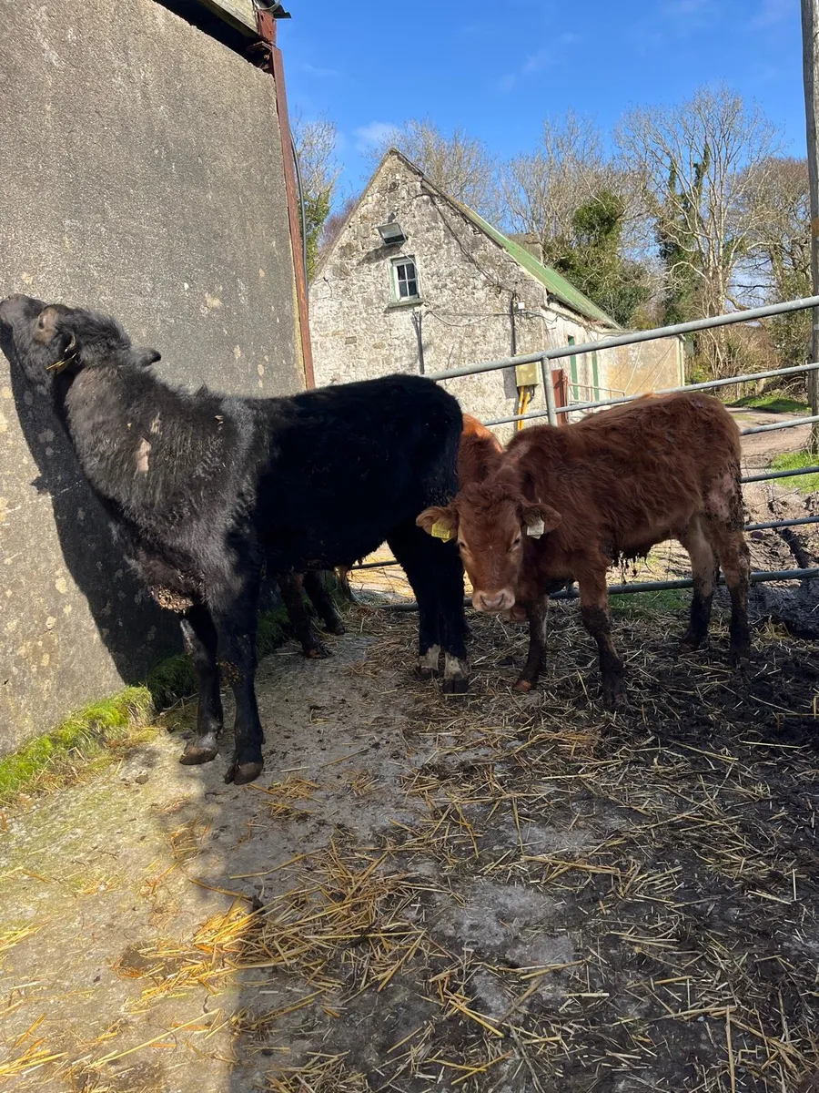 3 organic bull weanlings - Image 4