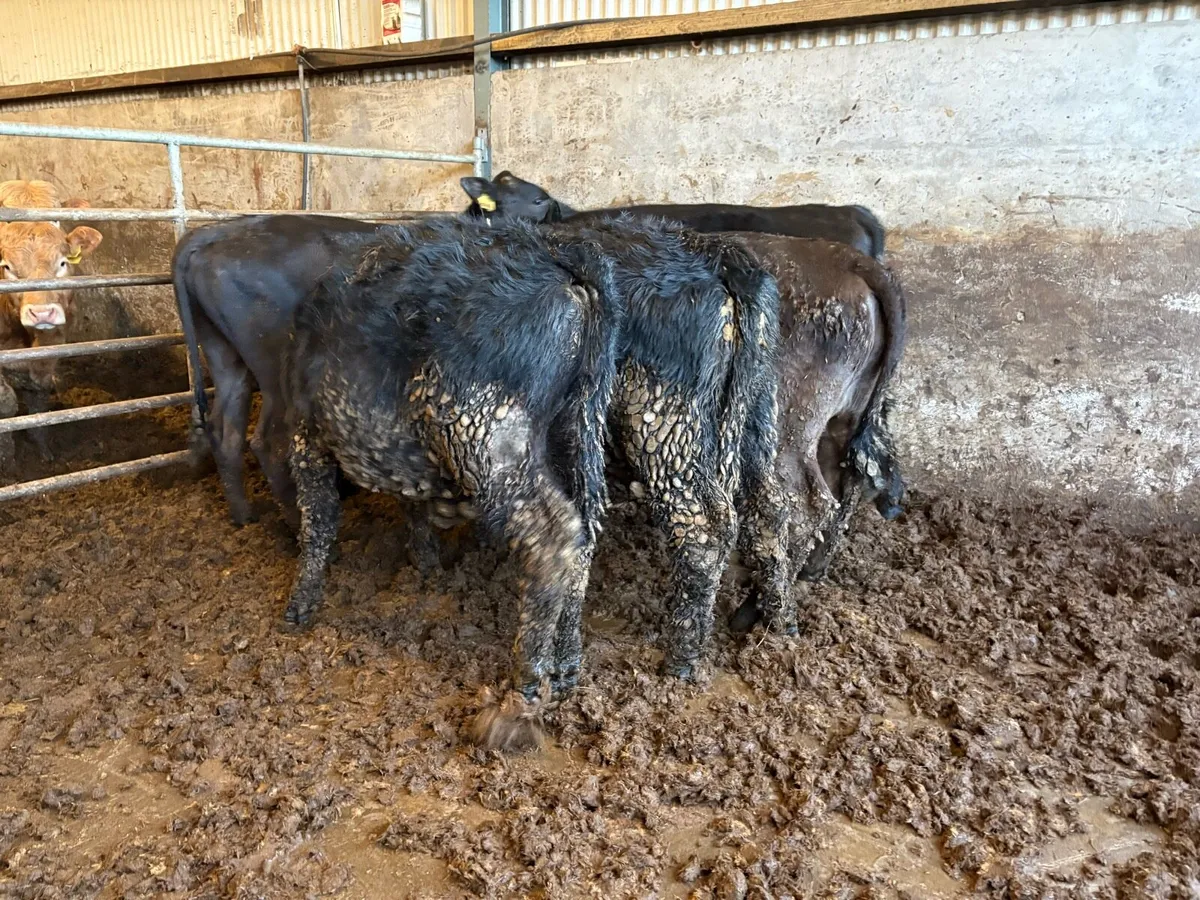 5 Angus bullocks - Image 3