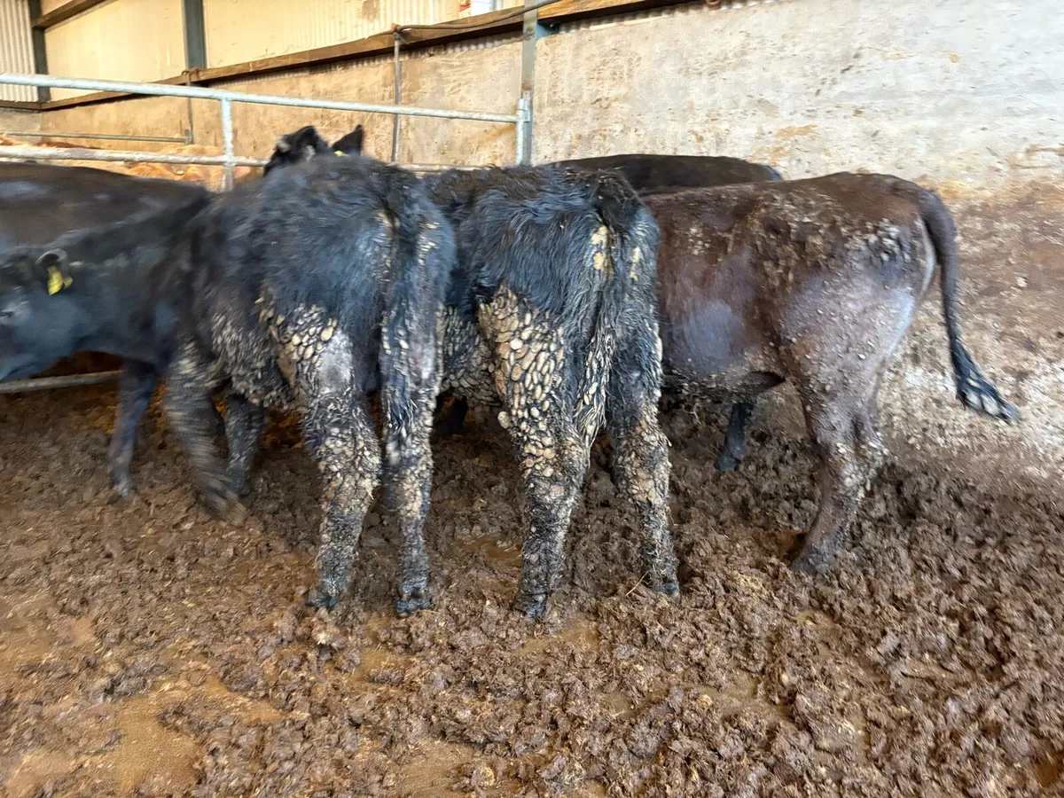 5 Angus bullocks - Image 4