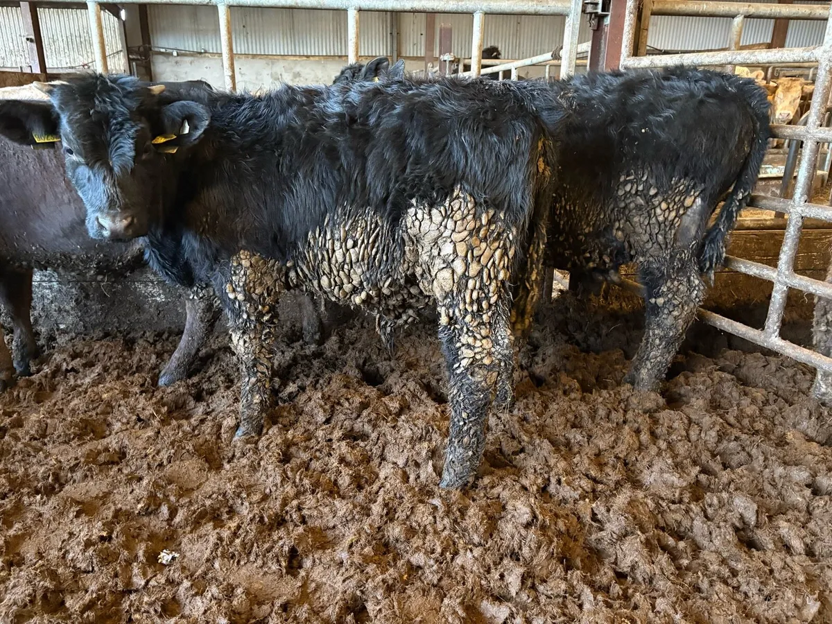 5 Angus bullocks - Image 1