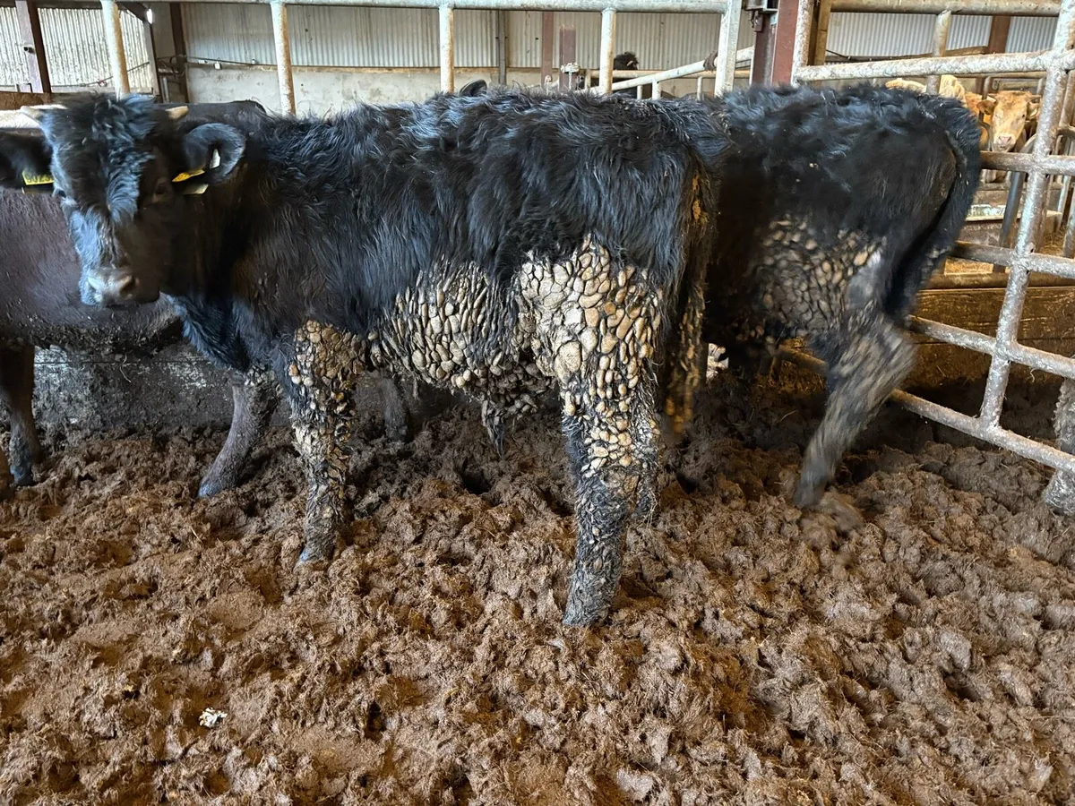 5 Angus bullocks - Image 2