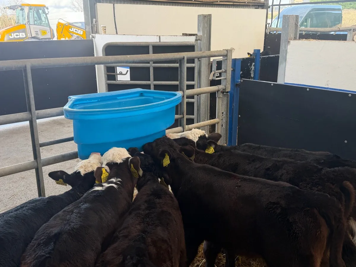 🔥6 HEIFER CALVES🔥 - Image 4