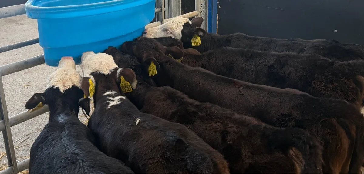 🔥6 HEIFER CALVES🔥 - Image 1