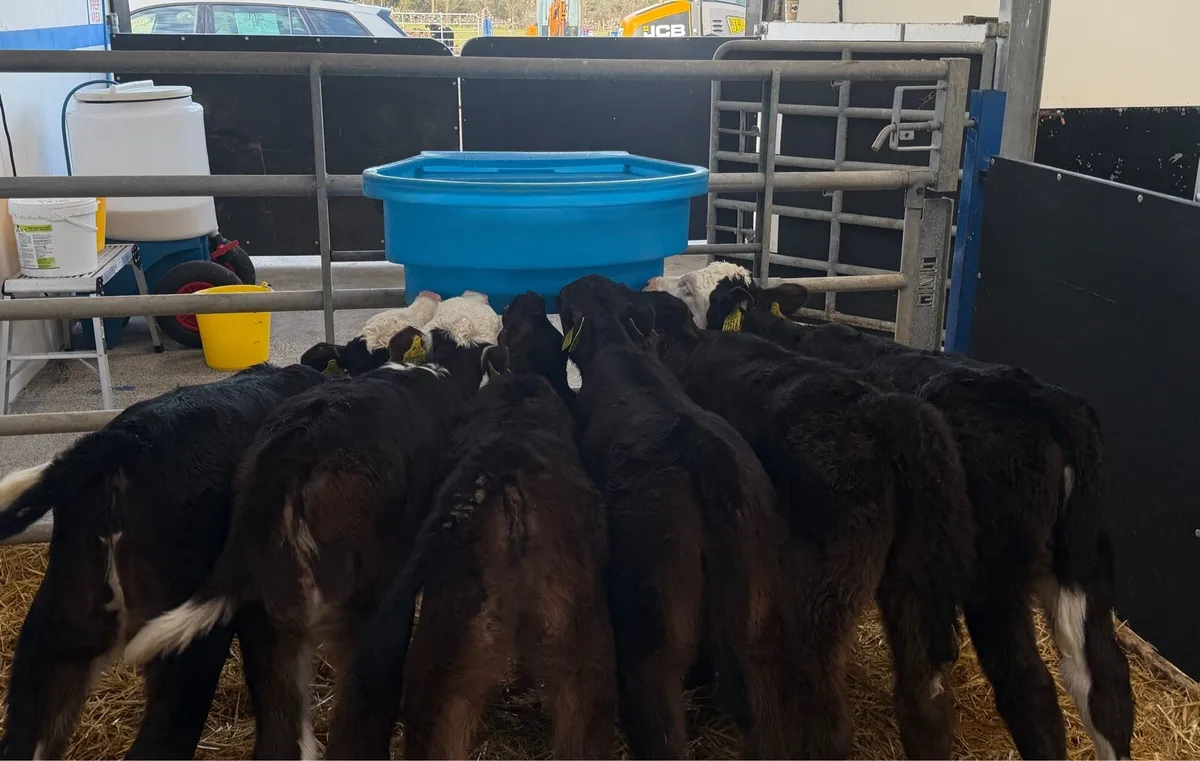 🔥6 HEIFER CALVES🔥 - Image 2