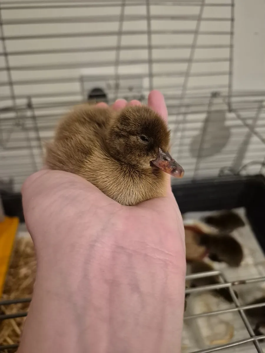 Hatching hen and duck eggs - Image 1