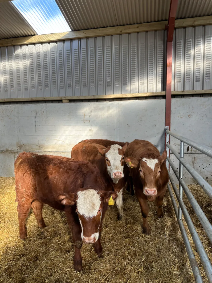 Lim and Simmental heifers - Image 4